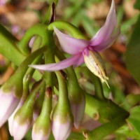 Ardisia willisii Mez